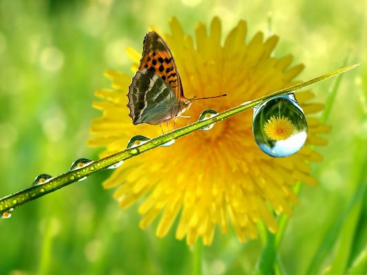 High Quality Animals Wallpaper, Orange Butterfly on Green Plant, Nice Flower Reflection
