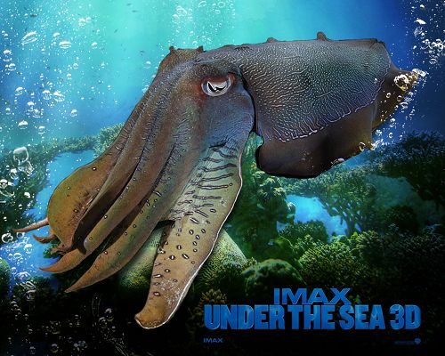 IMAX Under The Sea Post in 1280x1024 Pixel, Big Fish is Taking a Rest, Is There Someone Who Can Catch Him? - TV & Movies Post