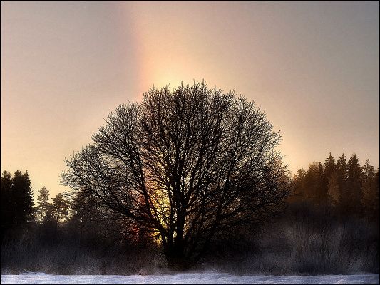 Image of Natural Landscape, Rainbow Over the Tree, Bright and Impressive Scenery