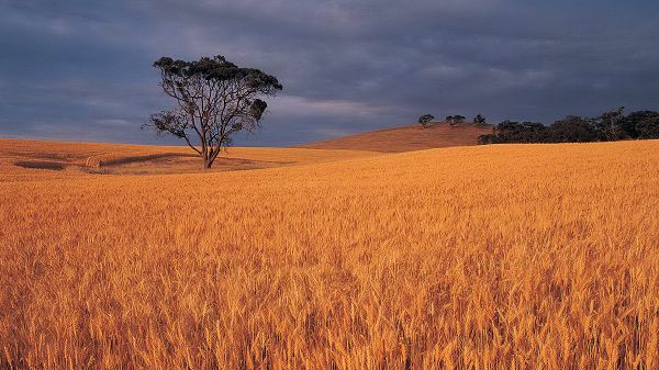 Images of Beautiful Nature - Dusk Scene, Golden and Ripe Wheats, Tall Trees Standing in the Middle