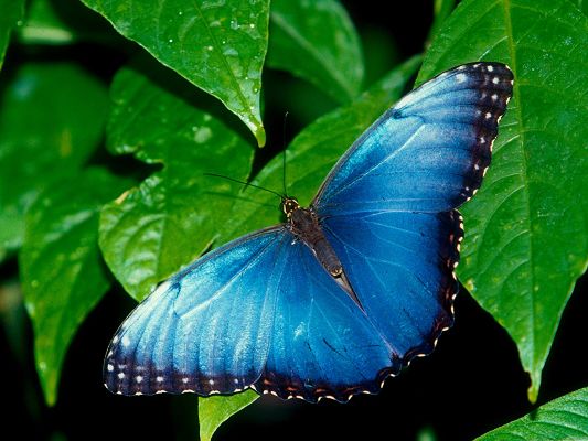 Images of Butterfly - Blue Morpho Post in Pixel of 1600x1200, Blue Butterfly on Green Plants, Waterdrop Also on, Fresh Scene