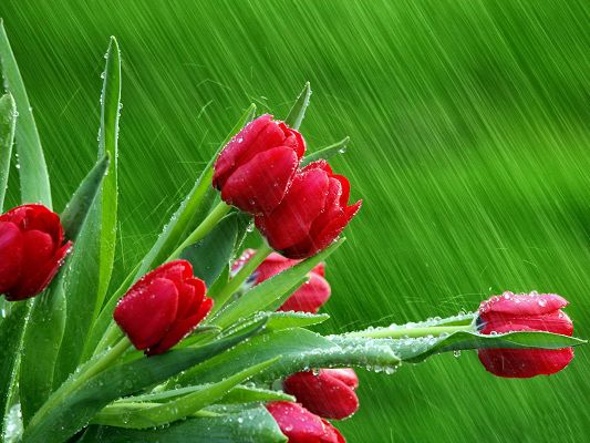 Images of Flowers - Rose Buds Post in Pixel of 1600x1200, Red Flowers in the Rain, Green Background