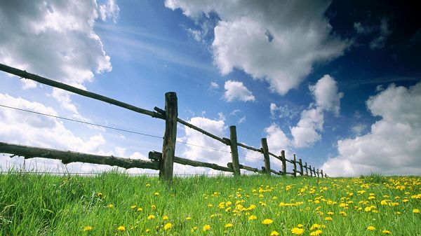 Images of Natural Flowers - A Field of Yellow and Blooming Flowers, the Blue Sky Above, Protective Fences 