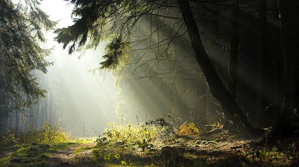 Images of Natural Scene - Sunlight Pouring in the Forest, It is Another Fine Day, Just Enjoy!