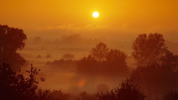 Images of Natural Scene - The Rising Sun, Scene is Bright and Golden, Tall Trees, Amazing Scenery
