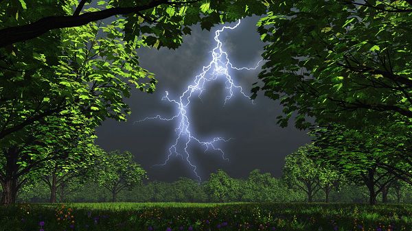 Images of Natural Scenery - Green and Prosperous Plants, a Lightning Shown, Typical Summer Scene