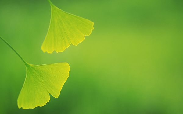 Includes Two Green Leaves and Background, Both Good-Looking and Protective - HD Photography Leaves Wallpaper
