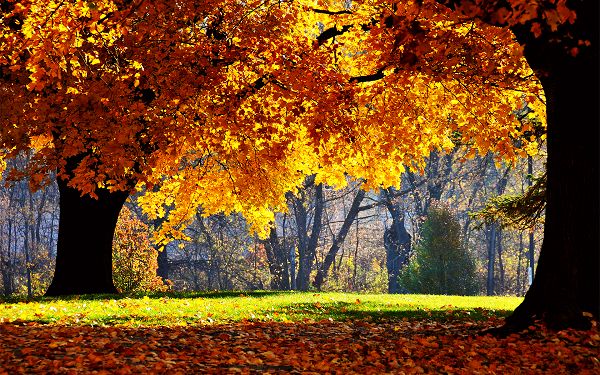 Leaves of Tree Turning Yellow and Some Falling, Combined with Green Grass, It is an Amazing Scene - HD Natural Scenery Wallpaper