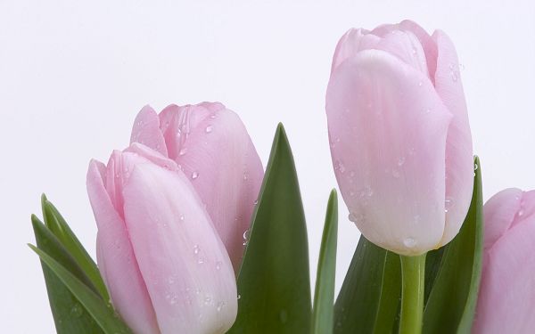 Lovely Pink Buds Post in Pixel of 2560x1600, Water Drops on Fresh Tulips, is Good-Looking and Shall Fit Various Devices - HD Natural Scenery Wallpaper