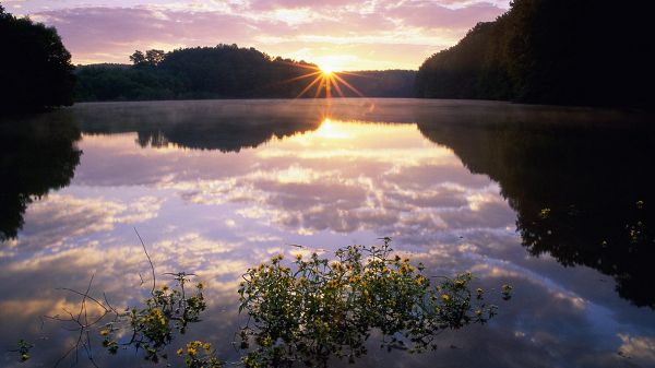 Mirror-Like River, Reflecting Pretty Everything, Flowers Are on Its Surface, the Rising Sun, What a Scene! - HD Natural Scenery Wallpaper