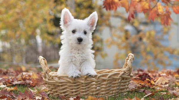 Must Be an Obdient and Sweet Puppy, Won't Leave the Basket without Order, No Matter What Happens - HD Cute Puppy Wallpaper