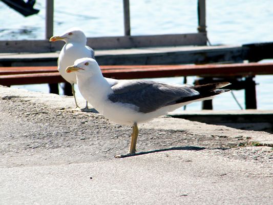 Natural Landscape Image, Seagulls in the Port, Attentive for Fishes' Appearance