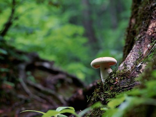 Natural Landscape Image, Single Mushroom on a Tree, Green Scene, Like a Little Umbrella