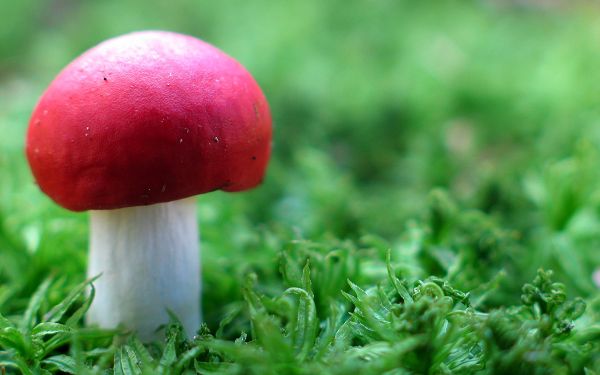 Natural Scene Pics - Red Mushroom in Green in Pixel of 2560x1600, Red Mushroom Among Green Plants, Gains the First Glance