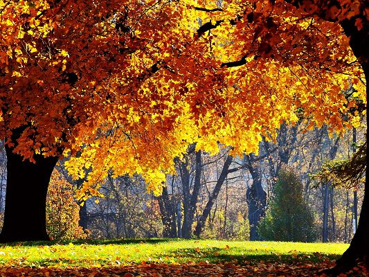 Natural Scene Wallpapers, Yellow Leaves Under the Sun's Glow, Green Grass, Beautiful Image