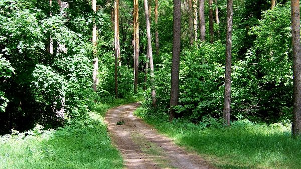 Natural Scenery images - A Narrow and Earthy Road in the Middle of the Forest, Amazing Walking Experience