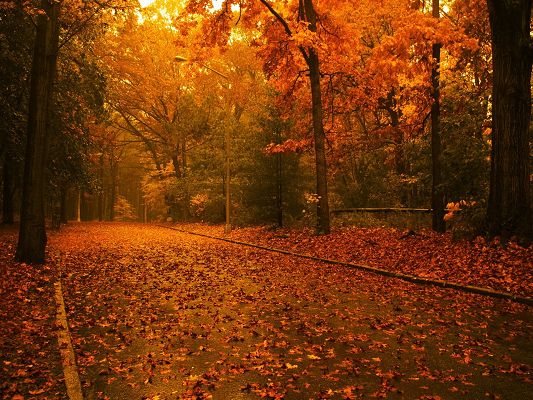 Natural Scenes Images, Raining, Red and Fallen Leaves, Beautiful Scenery