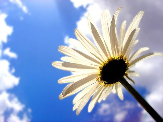 Nature Flowers Landscape, a White Flower Smiling Toward the Sun, the Blue Sky