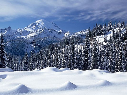 Nature Landscape Photo, Snow Valley, Tall Trees Under the Blue Sky, Combine Incredible Scene