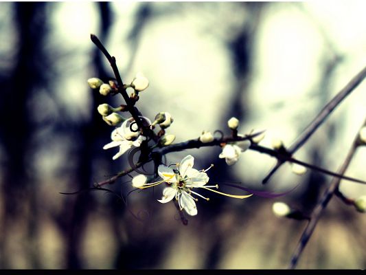 Nature Landscape Pics with Flowers, Isolated Cherry Flower in Bloom, Impressive in Look