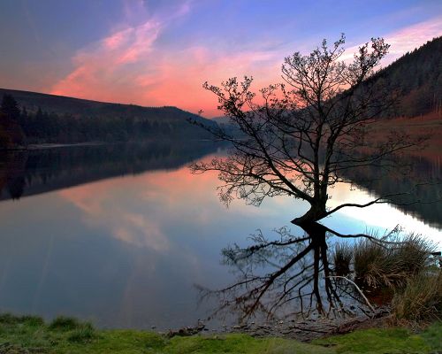 Nature Landscape Wallpaper, Ladybower Lake Under the Pink Sky, a Tall Black Tree on the Surface