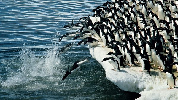 Penguins Jumping into the Sea, Brave in Heart and Graceful in Pose, You Are Good - HD Cute Penguin Wallpaper