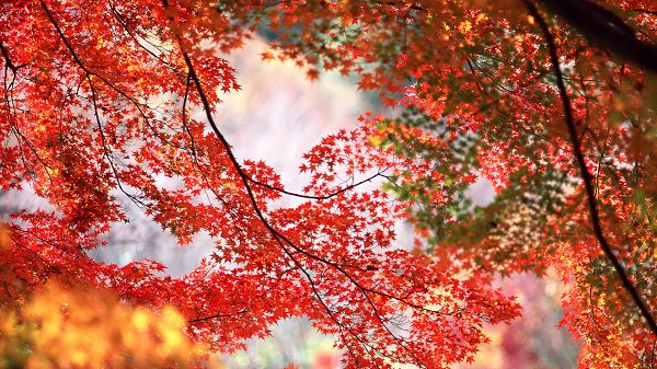 Photos of Natural Scene - Red Maple Trees on Thin Branches, Mere Background, Combines a Great Scene