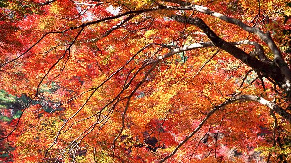 Photos of Natural Scenery - Tall Trees with Red and Yellow Leaves, is Great in Look