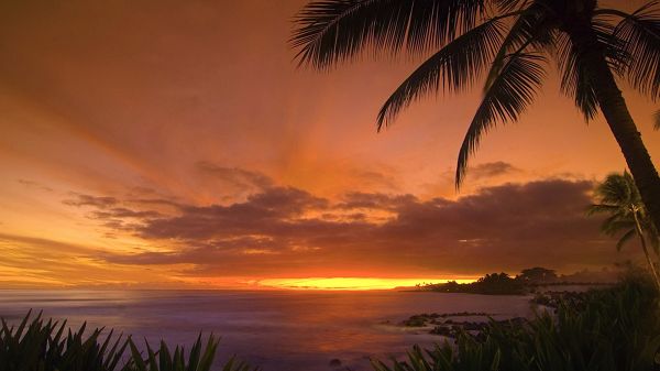 Photos of Natural Scenery - The Golden and Cloudy Sky, the Peaceful Sea, Coconut Trees Alongside