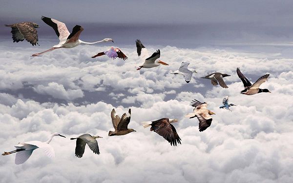 Pics of Animals - All Birds Post in Pixel of 1280x800, A Line of Birds Flying Over Thick Clouds, Great in Look