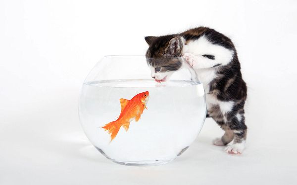 Pics of Animals - Tastes Fishy Post in Pixel of 1920x1200, a Thoughtful Kitty Making a Plan to Eat the Fish