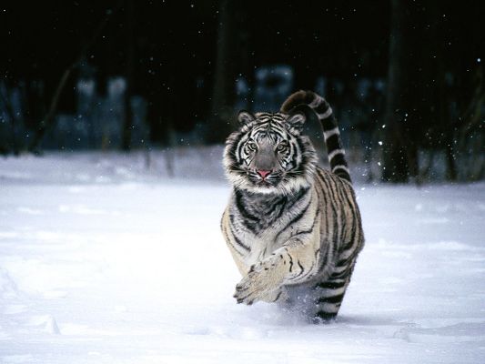 Pics of Animals - White Tiger Post in Pixel of 1600x1200, Running Fast in Heavy Snow, It is Energitic and Lively