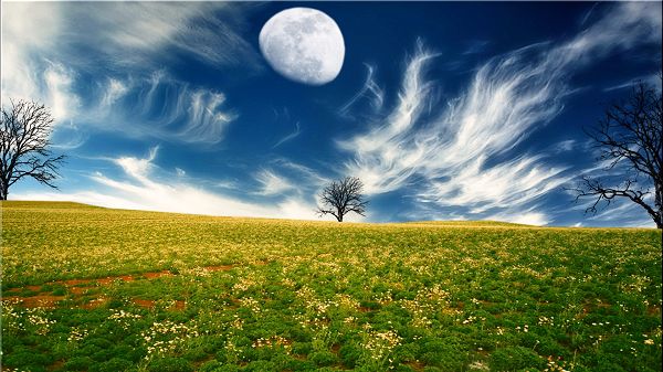 Pics of Flower Scene - Yellow and Blooming Flowers, the Lighted Up Sky and the Rising Moon, Time for a Sleep 
