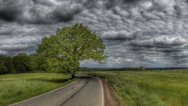 Pics of Natural Scenes - A Tall and Green Tree Among Short Grass, the Dark and Cloudy Sky, a Narrow Road