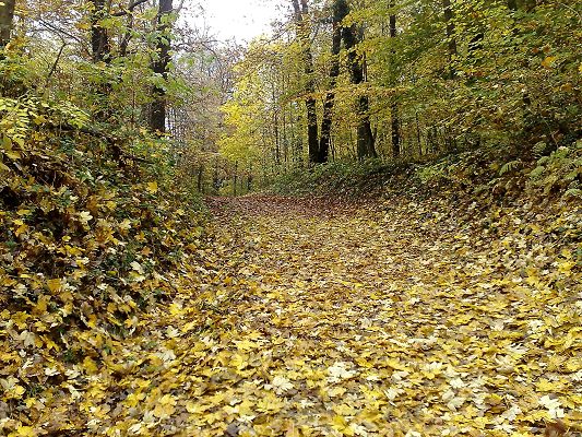 Pics of Ntaural Scene, Yellow Fallen Leaves, Typical Forest Scene, is a Perfect Place to Stay