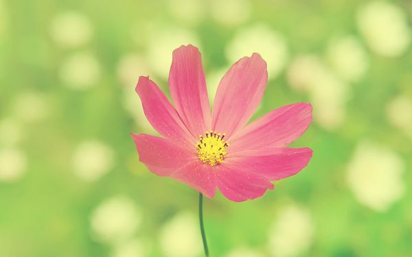Pink Flower in Full Bloom, Stretching Hand to Embrace a Better Tomorrow, a Simple and Impressive Picture - Natural Scenery Wallpaper