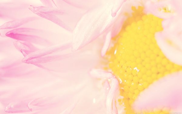 Pink Petals Fully Stretched, Watering Honey in the Middle, the Flower is Somehow Light and Impressive - Natural Plant Wallpaper