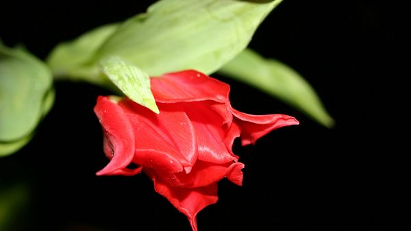 Red Flower in Black Post in Pixel of 1920x1080, a Red Flower in Pretty Bloom, Black Background, Shall be Impressive and Fit - HD Natural Scenery Wallpaper