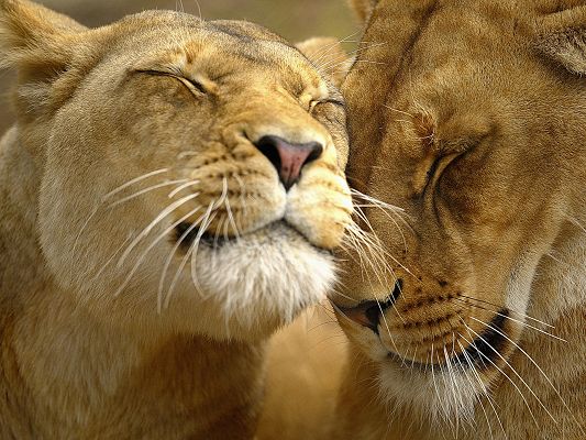Romantic Landscape Images, Two Lions, Close the Eyes and Enjoy the Moment