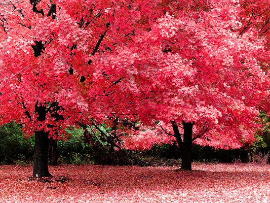 Romantic Scene of Nature, Tall Trees in Pink Leaves, Some Falling, a Lovely Place