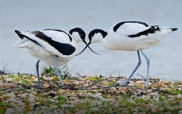 Seeing Every Detail Clearly, Birds Lowering the Head Down to Have a Kiss, How Romantic the Scene is! - Widescreen HD Animals Wallpaper