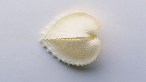 Shell in Heart-Shaped Design, a Broken Heart, Inside is a Lightening Item, Guess What is It? - HD Shell Wallpaper