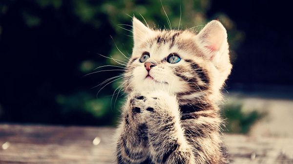 Showing What a Sincere Prayer is Like, God Will Surely Listen to Her and Help Her out - Cute Kitty Wallpaper