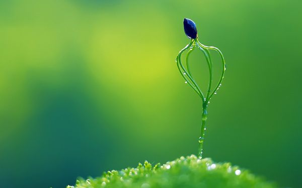 Showing a New and Fresh Life, Has Survived the Rain, Reminding One the Power of Life - Natural Plants Wallpaper