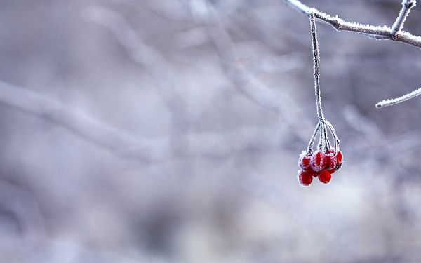 Snowy World and Red Fruit, Both Good-Looking, What Firstly Comes into Your Eyes - HD Natural Scenery Wallpaper