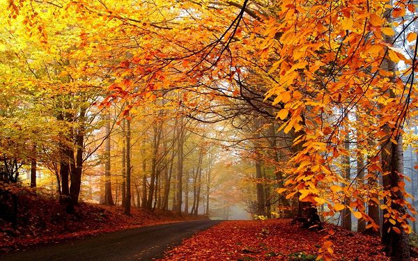 Tall and Prosperous Trees, Leaves Turning Yellow, What an Uncomparable Scene - Autumn Natural Scenery Wallpaper