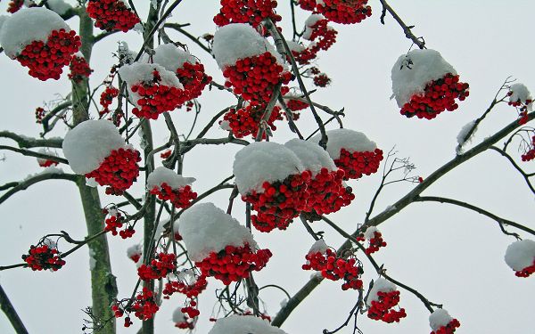 Tough Flowers, Manages to Survive Low Temprature and Bad Living Condition, Do Everything to Meet Her Lover, the Snow - HD Snowy Scene Wallpaper