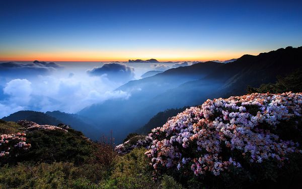 Tough and Beautiful Flowers in Full Bloom, Available at a High Altitude, Clouds Are Within Easy Reach - HD Natural Scenery Wallpaper