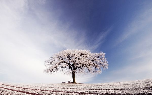 Tree Standing Alone in the Snowy World, Its Branches All Covered with Snow, Still It Won't be Long before Spring Comes - HD Snowy Scene Wallpaper