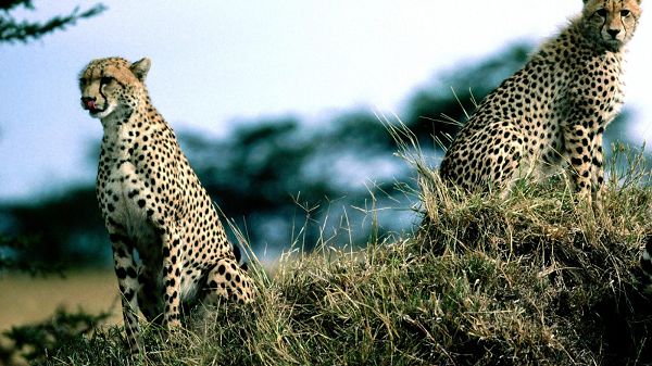 Two Leopards Sitting on Hillside, the Other Animals All Overlooked, What Imposing Animals - HD Leopard Print Wallpaper